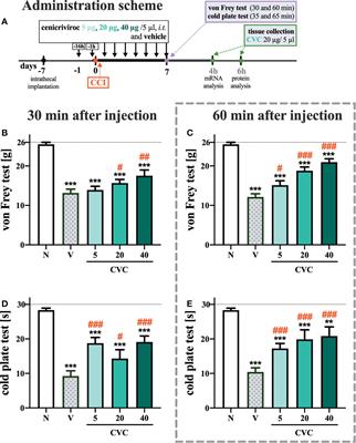 Bidirectional Action of Cenicriviroc, a CCR2/CCR5 Antagonist, Results in Alleviation of Pain-Related Behaviors and Potentiation of Opioid Analgesia in Rats With Peripheral Neuropathy